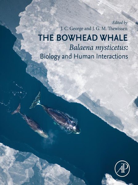 The Bowhead Whale