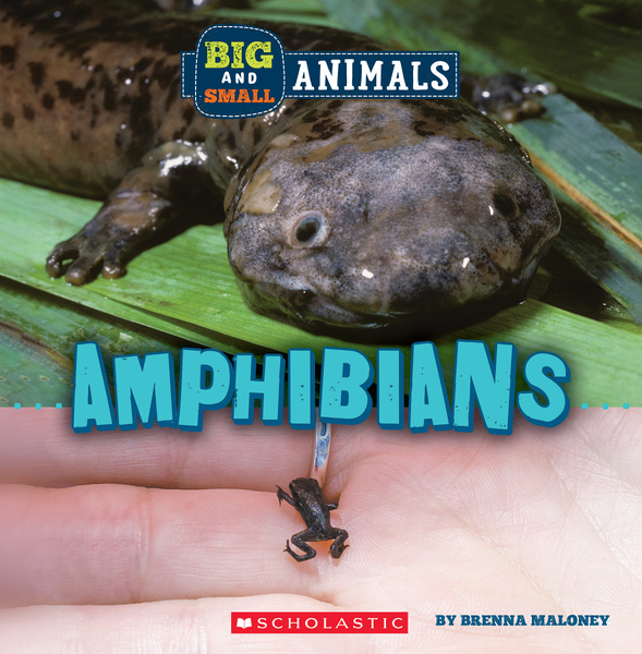 Big and Small: Amphibians (Wild World)