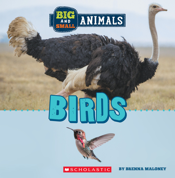 Big and Small: Birds (Wild World)