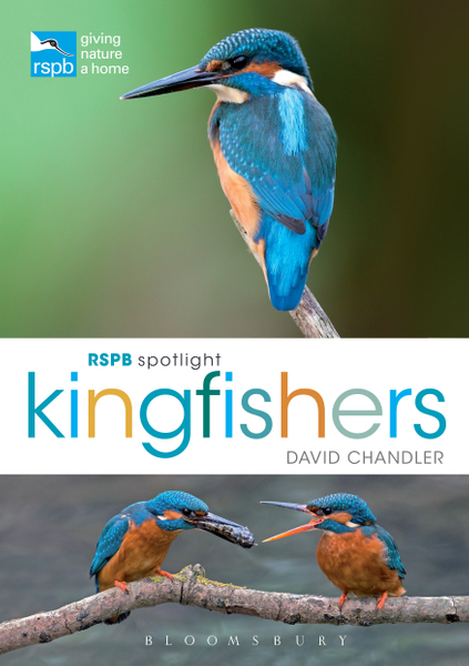 RSPB Spotlight Kingfishers