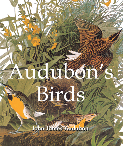 Audubon's Birds