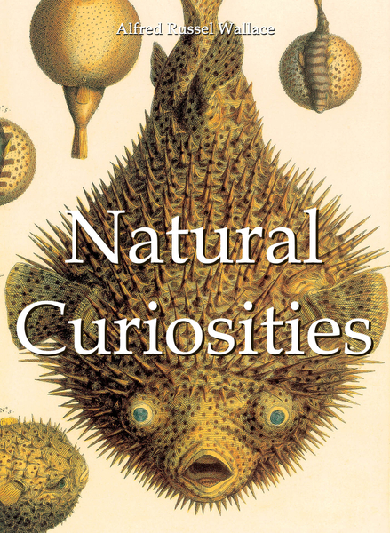 Natural Curiosities