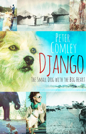 Django : The small dog with a big heart