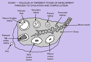 The Infertility Handbook