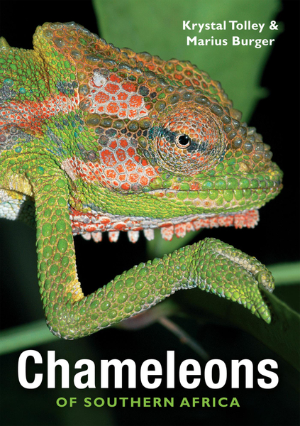 Chameleons of Southern Africa