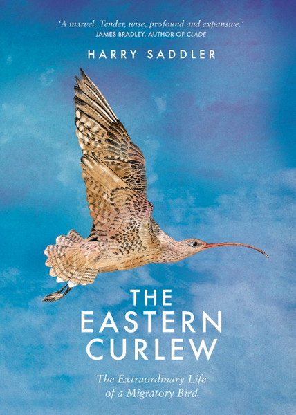 Eastern Curlew