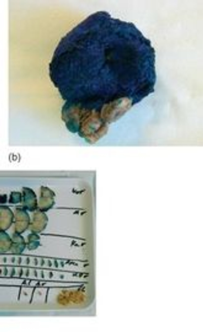 Ex-vivo and In-vivo Optical Molecular Pathology